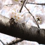 恩田川の桜
